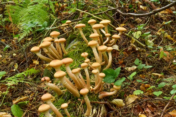 Champiñones comestibles en un círculo grande sobre un árbol seco caído — Foto de Stock