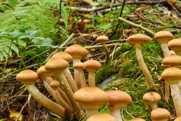 Champiñones comestibles en un círculo grande sobre un árbol seco caído — Foto de Stock