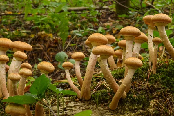 Jedlé houby rostoucí na suchých padlých stromech — Stock fotografie