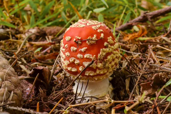 Amanita Muscaria, jedovatá houba. Fotografie byla pořízena v přírodním lese pozadí. — Stock fotografie
