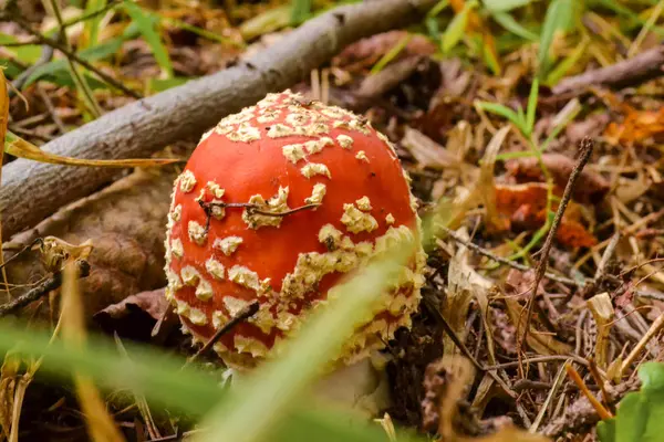 Amanita Muscaria, jedovatá houba. Fotografie byla pořízena v přírodním lese pozadí. — Stock fotografie