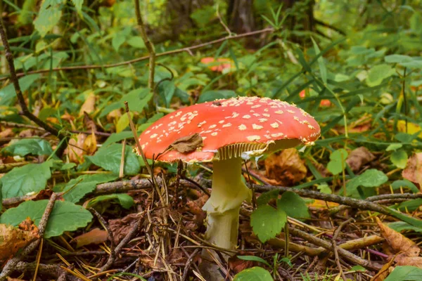Amanita Muscaria, hongo venenoso. Foto tomada en el fondo del bosque natural. — Foto de Stock
