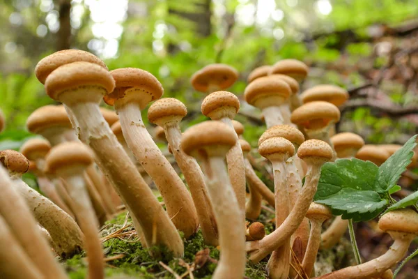 Champiñones comestibles en un círculo grande sobre un árbol seco caído — Foto de Stock