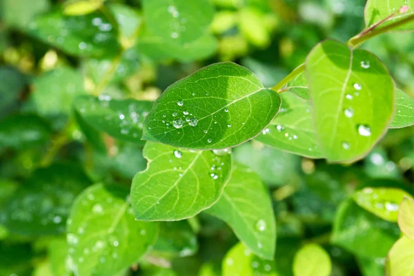 Gröna blad med droppar vatten efter regnet. Dagg på löv — Stockfoto