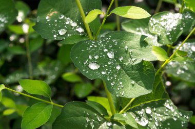 Yağmurdan sonra damla su ile yeşil yaprakları. Yapraklarda çiy