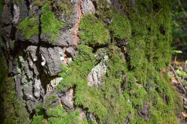 Ağaç Gövdesinde Yosun
