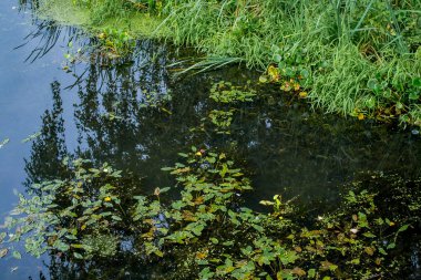 Ördek weed ile kaplı orman gölü