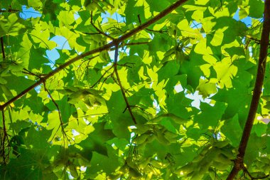 Genç yeşil akçaağaç yaprakları. Yeşil arkaplan