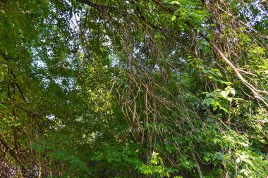 Ağaçlardaki bir asmanın ormanında bir çalılık. Aşılmaz bir çalılık