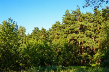 Orman çalılıkları. Mavi gökyüzüne karşı çam ormanı. Yaz.