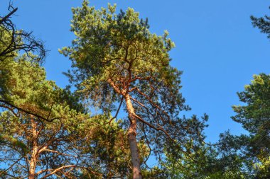 Güzel uzun çam ağaçları. Alt görünüm. Ormanda yaz güneşli gün