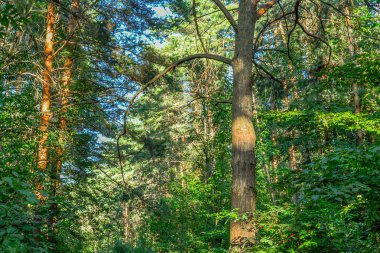 Yoğun orman. Aşılmaz bir çalılık. Arka plan görüntüsü. Rusya. Yaz günü