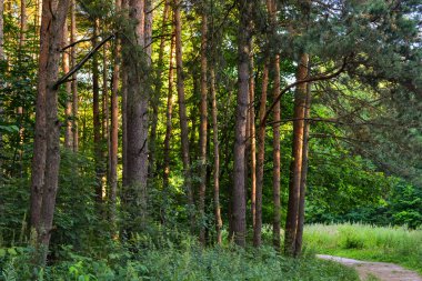 Çam ormanında bir patika. Ağaçların arasında güneş ışığı. Yaz. Rusya.