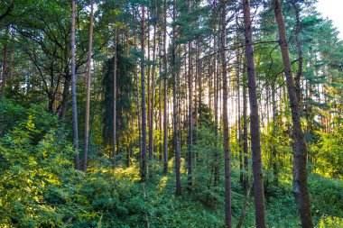 Yoğun iğne yapraklı orman. Ağaçların arasında güneş ışığı. Yaz. Rusya