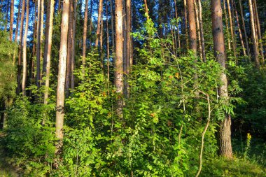 Orman çalılıkları. Deneyimli gezginler için bir turizm güzergahı. Rusya
