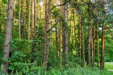 Çam ormanında bir patika. Ağaçların arasında güneş ışığı. Yaz. Rusya.