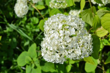 Güzel büyük beyaz ortanca paniculata çiçekleri portre.