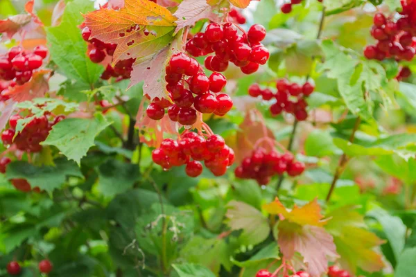 Berries of red viburnum on a branch with leaves after the rain. Drops of water on berries — Stock Photo, Image