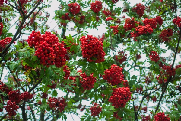 Jagody czerwonego Viburnum na gałęzi z liści po deszczu. Krople wody na jagody — Zdjęcie stockowe