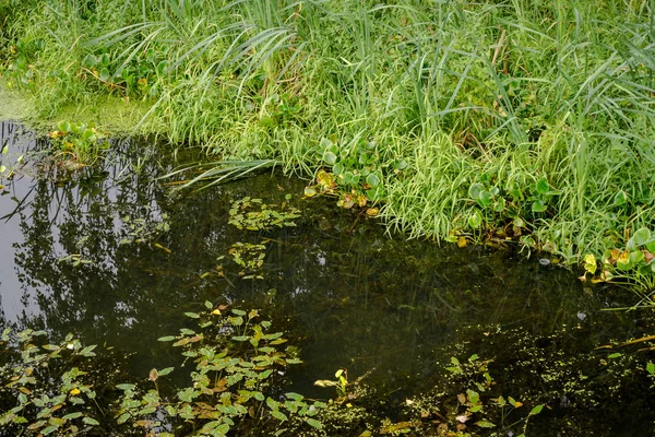 Lac forestier couvert de potamot — Photo