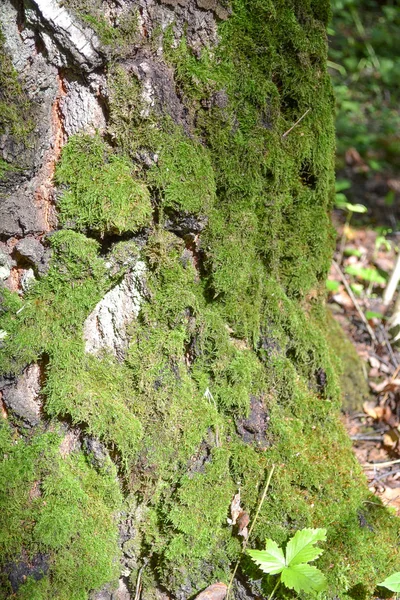 Moss on tree trunk — Stock Photo, Image