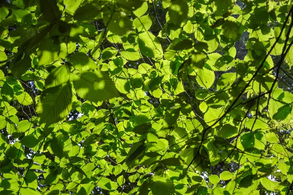 Санни Хейзел уходит. Полупрозрачные желто-зеленые листья орешника на размытом фоне леса — стоковое фото