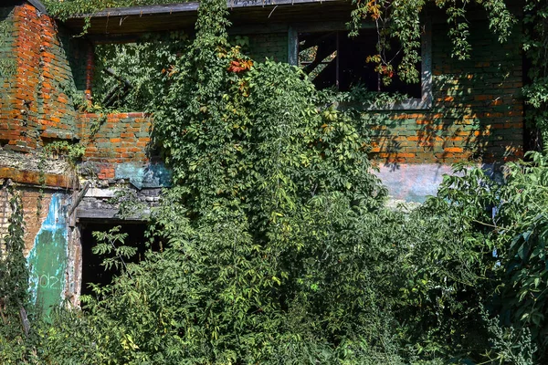 Old burnt house overgrown with plants. — Stock Photo, Image