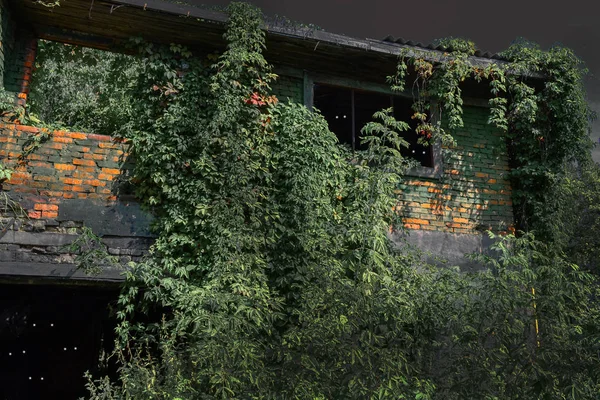 月明かりの夜に植物で覆われた古い焼けた家。ホラー。暗闇の中の目. — ストック写真