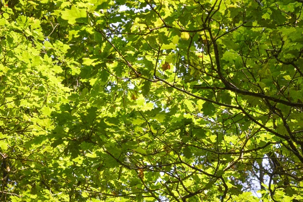 Folhas de carvalho jovens fundo verde natural — Fotografia de Stock