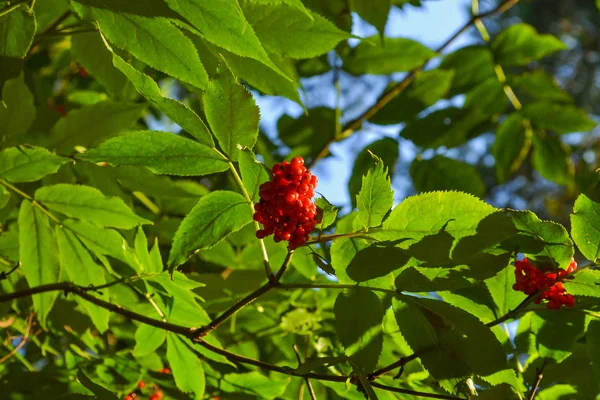 A bush with red forest berries on a branch with green leaves — Stock Photo, Image