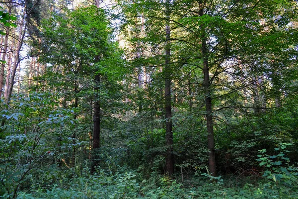 Yoğun orman. Aşılmaz bir çalılık. Arka plan görüntüsü. Rusya. Yaz günü — Stok fotoğraf