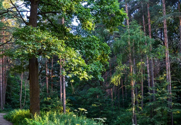 Bosque caducifolio salvaje grueso. Un matorral impenetrable. Verano. Rusia — Foto de Stock