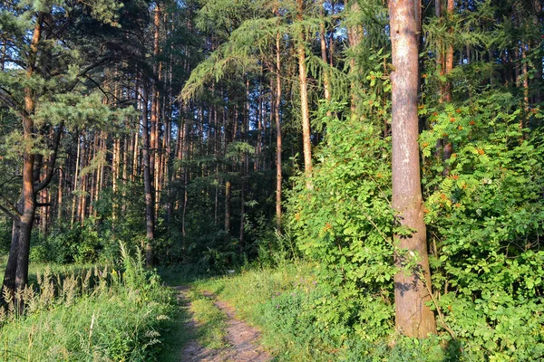 Un sentier dans une pinède. Lumière du soleil entre les arbres. L'été. Russie . — Photo