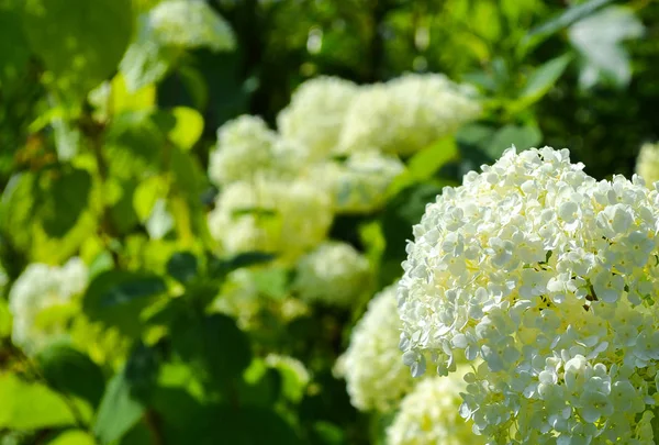 Krásné velké bílé hydrangea paniculata květy closeup. — Stock fotografie