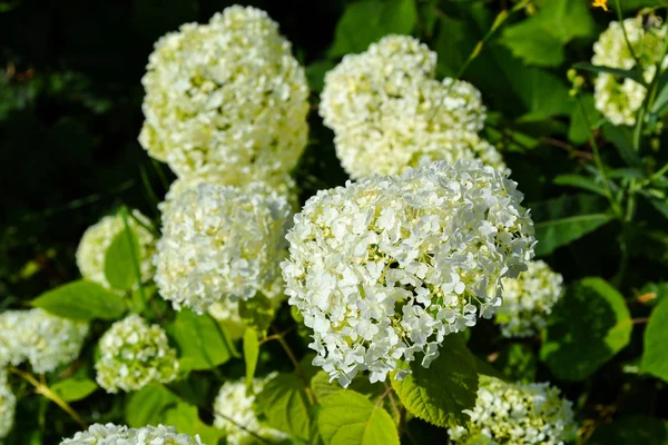 Krásné velké bílé hydrangea paniculata květy closeup. — Stock fotografie