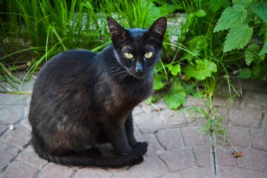 Şiddetli sokak kedisi. Sokak siyah kedi kameraya bakıyor