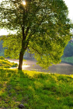 Güneş ışınları suyun yanında duran yeşil bir ağaçtan geçer. Sabahın erken saatlerinde.