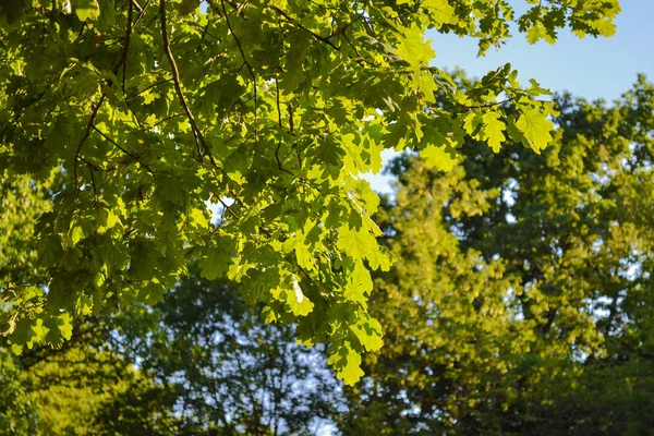 Дубовые листья на ветках. Освещаемый солнцем . — стоковое фото
