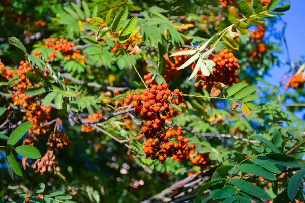 Aglomerados de ashberry vermelho em uma árvore — Fotografia de Stock