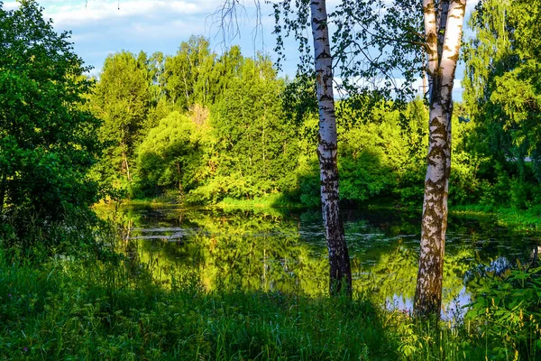 Piękne jezioro lasu. Dwa Birches w pobliżu wody. Region Moskiewski — Zdjęcie stockowe