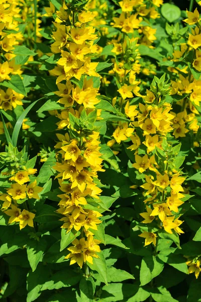 High yellow flowers Lysimachia punctata (Garden Loosestrife) — Stock Photo, Image