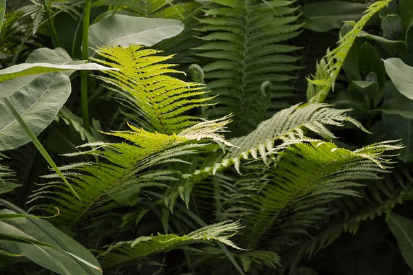 Scenic view of jungle with ferns