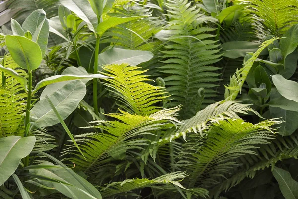 Scenic view of jungle with ferns