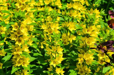 Dikey tabanda sarı çiçekler (Lysimachia punctata)