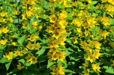 Dikey tabanda sarı çiçekler (Lysimachia punctata)
