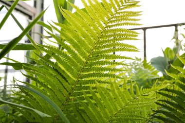 Parlak yeşil yaprak genç eğrelti otu.