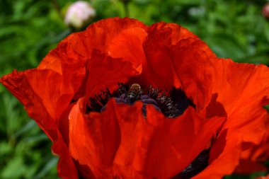Büyük kırmızı haşhaş yakın çekim