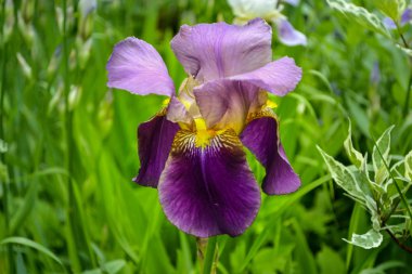 Menekşe çiçek iris yakın çekim