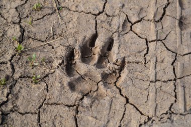 Dogs track on mud - close up clipart