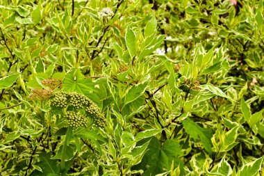 Deren beyaz (Cornus alba). Kartpostal için arka plan